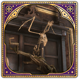 Augurey Skeleton